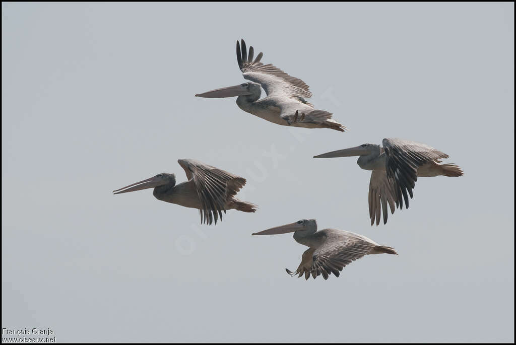 Pink-backed Pelicanadult, pigmentation, Flight