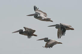 Pink-backed Pelican