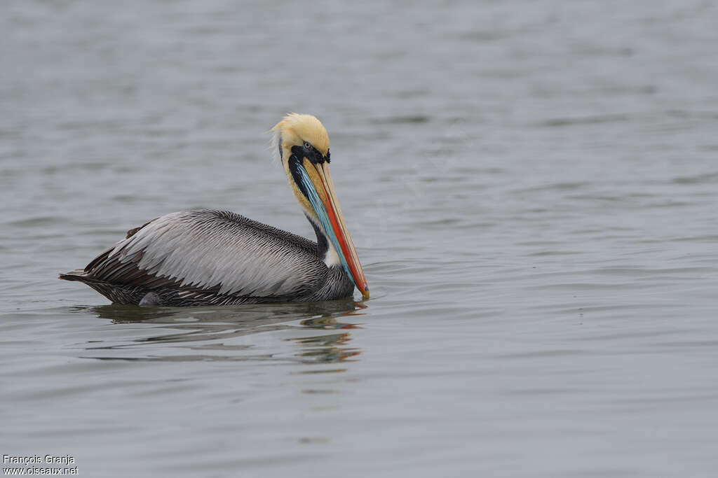 Peruvian Pelicanadult breeding, swimming