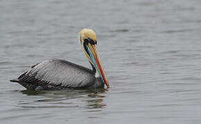 Peruvian Pelican