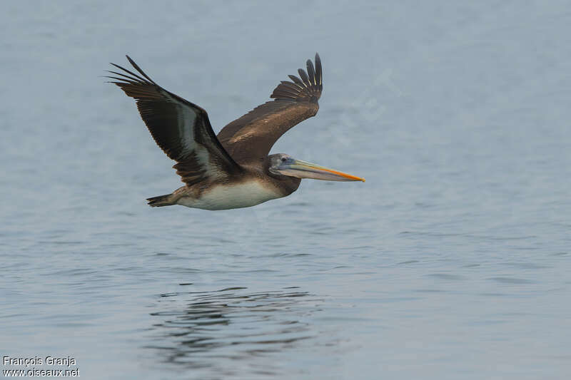 Peruvian Pelicanimmature, Flight