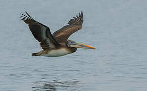 Peruvian Pelican