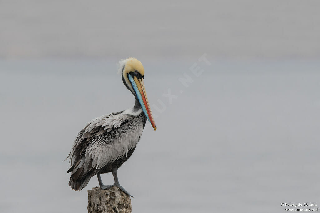 Peruvian Pelican