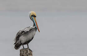 Peruvian Pelican