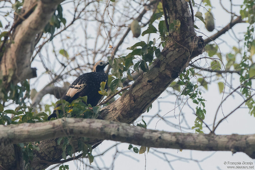 Blue-throated Piping Guan