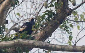 Blue-throated Piping Guan