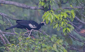 Blue-throated Piping Guan