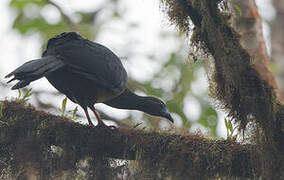 Sickle-winged Guan