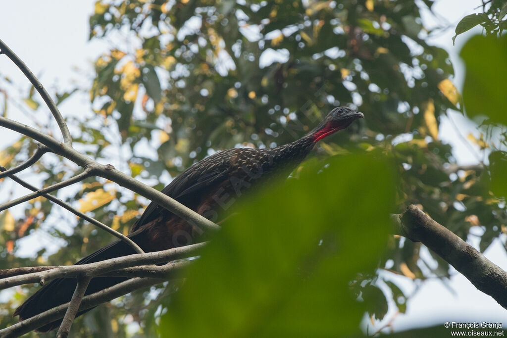 Spix's Guan