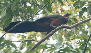 Spix's Guan