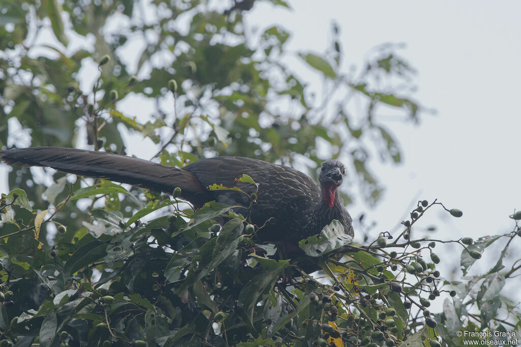 Spix's Guan