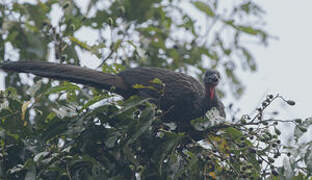 Spix's Guan