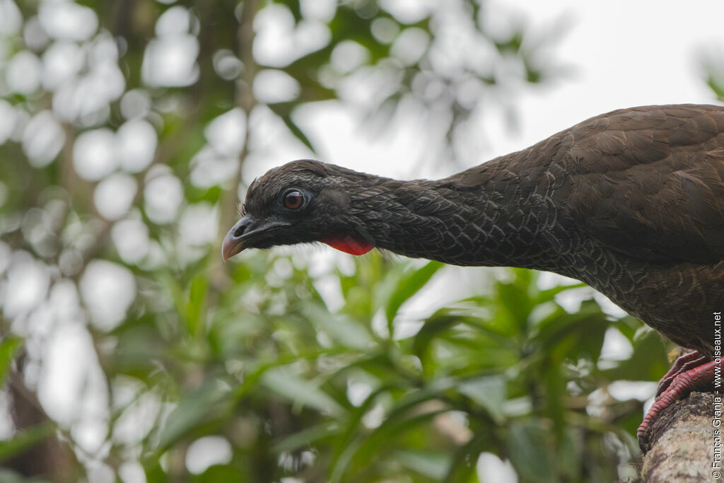 Andean Guan