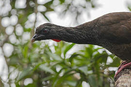 Andean Guan