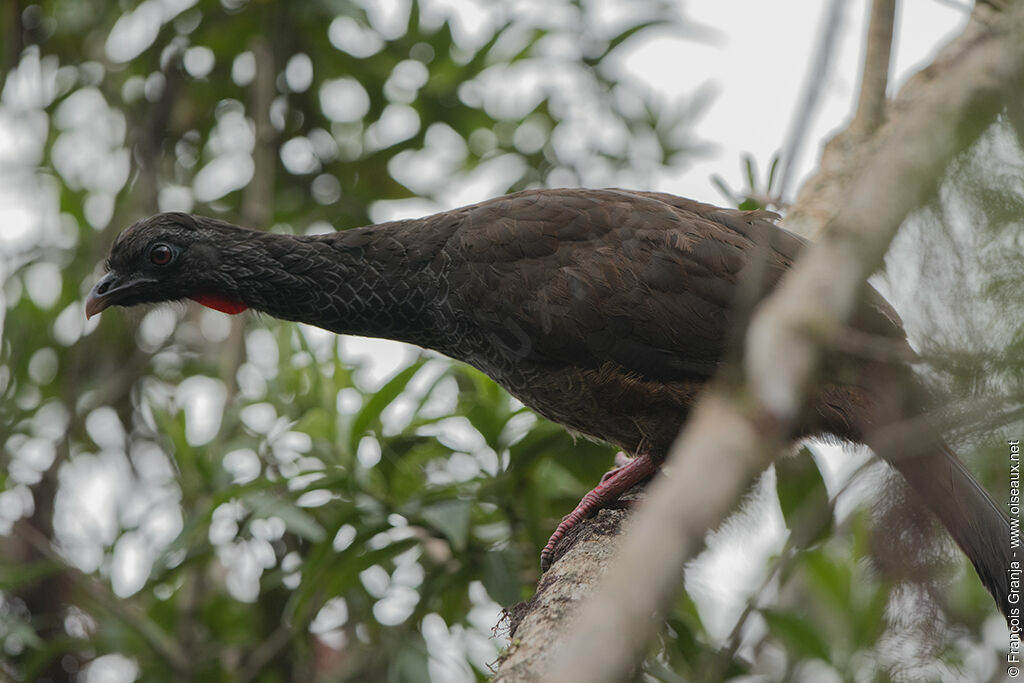 Andean Guan