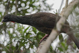 Andean Guan