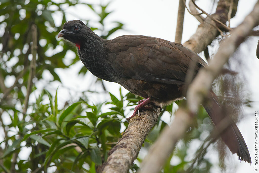 Andean Guan