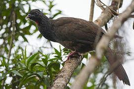 Andean Guan