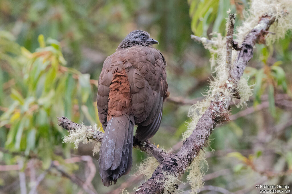 Andean Guan