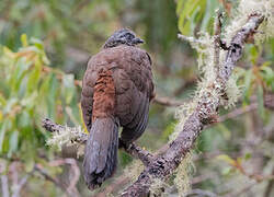 Andean Guan