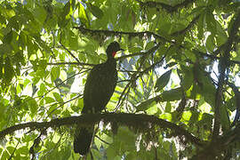 Crested Guan