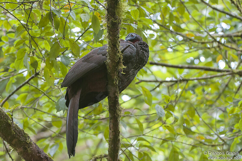 Crested Guanadult