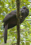 Crested Guan