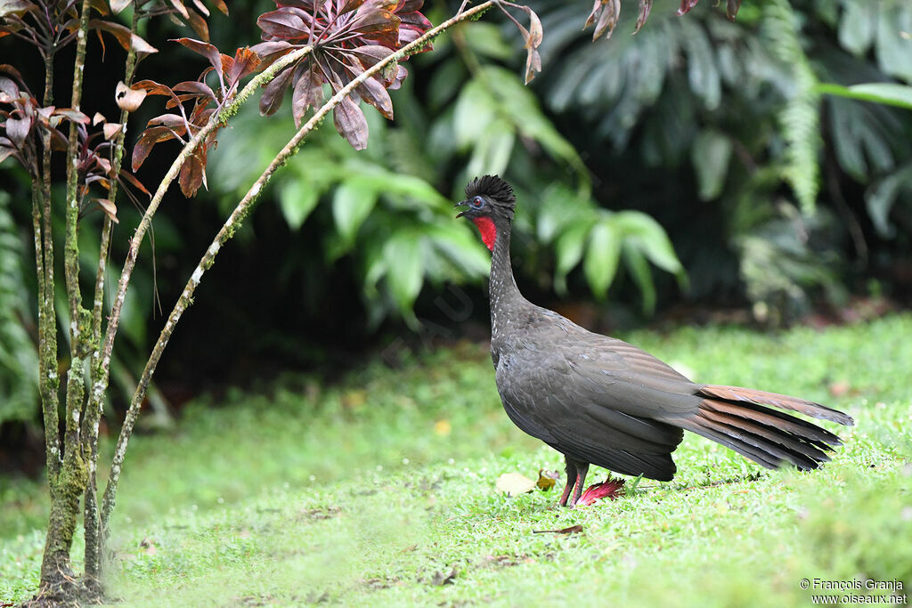 Crested Guan