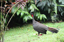 Crested Guan