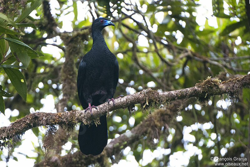 Black Guanadult