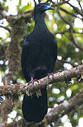 Black Guan