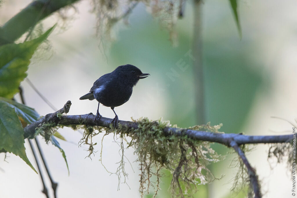 White-sided Flowerpiercer