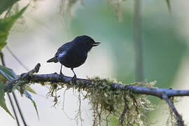 White-sided Flowerpiercer