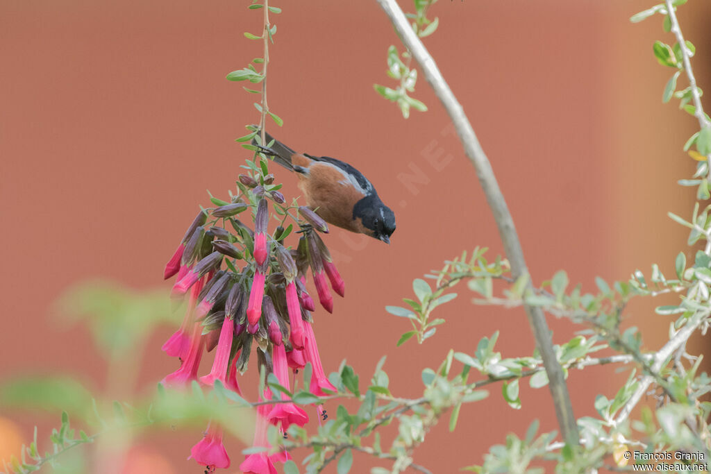 Black-throated Flowerpiercer