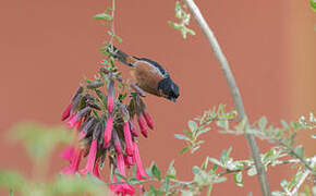 Black-throated Flowerpiercer