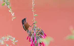 Black-throated Flowerpiercer