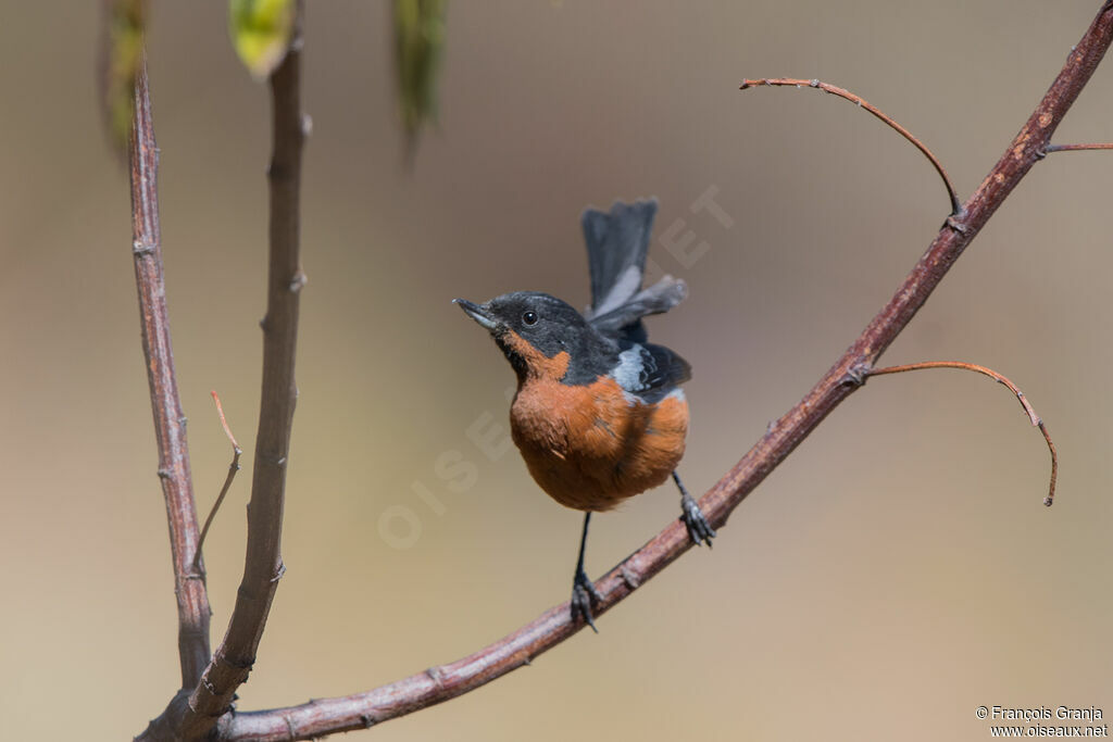 Black-throated Flowerpiercer