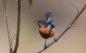 Black-throated Flowerpiercer