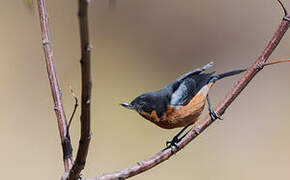 Black-throated Flowerpiercer