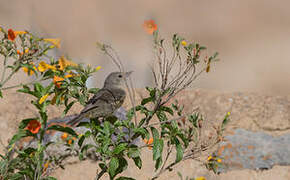 Black-throated Flowerpiercer