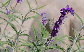 Black-throated Flowerpiercer