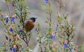 Black-throated Flowerpiercer