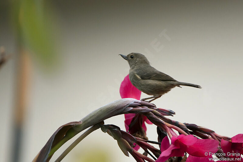 Slaty Flowerpierceradult