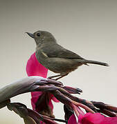 Slaty Flowerpiercer