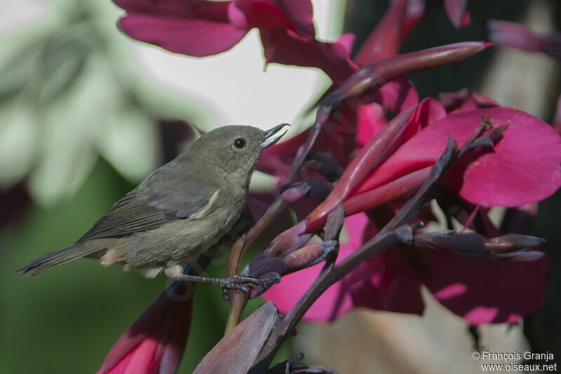 Slaty Flowerpierceradult