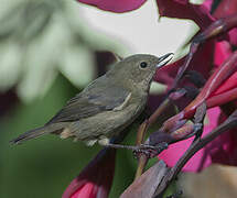 Slaty Flowerpiercer