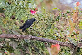 Glossy Flowerpiercer