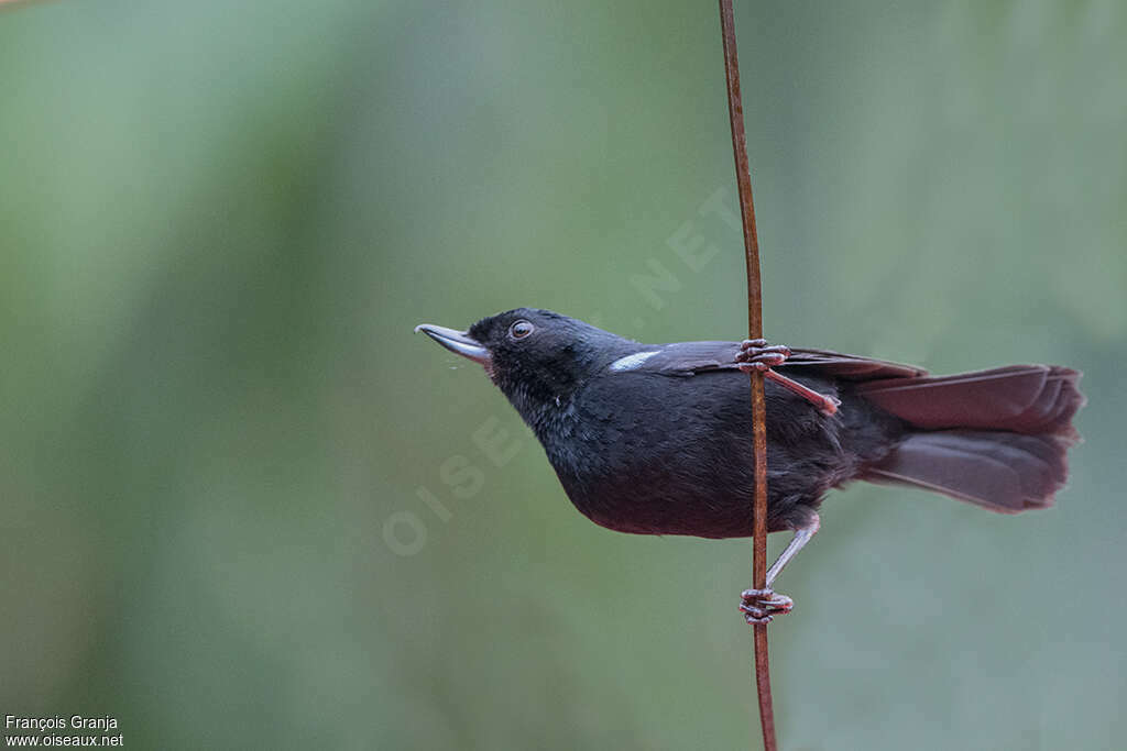 Glossy Flowerpierceradult, pigmentation, Behaviour