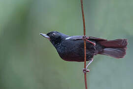 Glossy Flowerpiercer