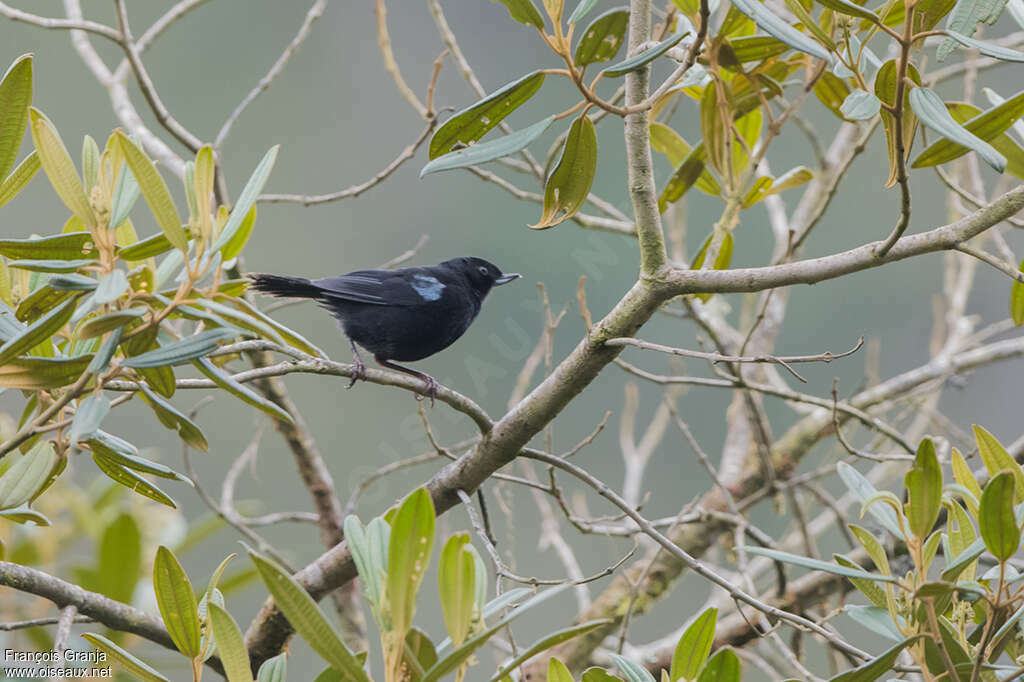 Glossy Flowerpierceradult, habitat